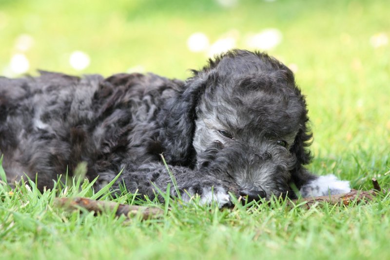 Arc-en-ciel Antares 2009-06-30 (28).JPG